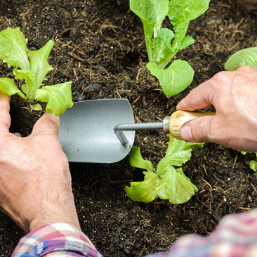 ανθρώπινο δυναμικό plantdirect