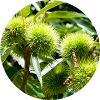 CHESTNUT CULTIVATION